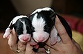 puppies - week1