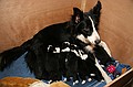 puppies - week2