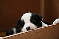 wuppies - week 3 en 4