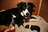 puppies Dusty