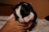 puppies - week2