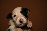 puppies - week3