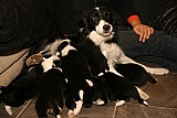 puppies - week4