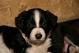 puppies - week5