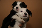 puppies - week6