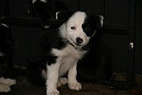 puppies - week7