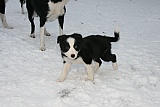puppies - week8