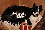 puppies Lara