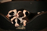 puppies - week2