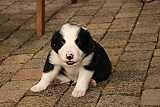 puppies - week3