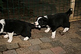 puppies - week4