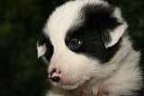 puppies - week5