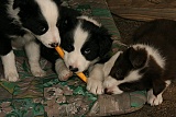 puppies - week6