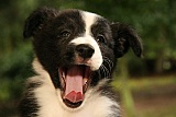 puppies - week7