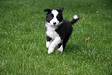 puppies - week8