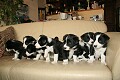 Puppies Tosca