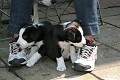 puppies
