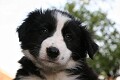 puppies - week7